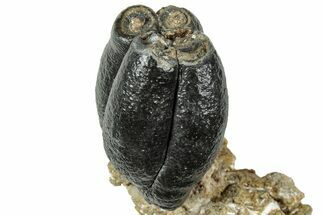 Fossil Desmostylus (Hippo-Like Animal) Molar - California #241179