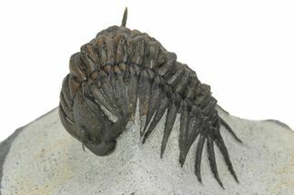 Crotalocephalus (“Cyrtometopus”) Trilobite - Scarce Species #241212