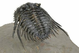 Spiny Leonaspis Trilobite - Amazing Flying Preparation #241435