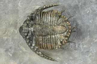 Lichid Trilobite (Akantharges) - Tinejdad, Morocco #241491