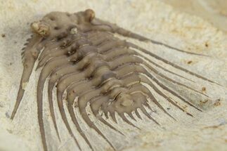 Spiny Trilobite (Kettneraspis) - Black Cat Mountain, Oklahoma #241415