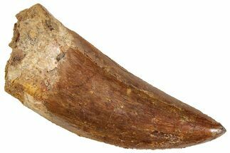Serrated, Carcharodontosaurus Tooth - Real Dinosaur Tooth #241363