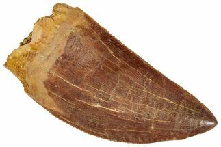 Serrated, Carcharodontosaurus Tooth - Gorgeous tooth #241368