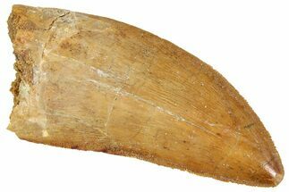 Serrated, Carcharodontosaurus Tooth - Real Dinosaur Tooth #241374