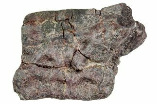Triassic Amphibian (Metoposaurus) Scute Section - Arizona #241471