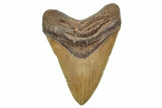 Serrated, Fossil Megalodon Tooth - North Carolina #236810