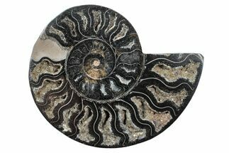 Cut & Polished Ammonite Fossil (Half) - Unusual Black Color #241517
