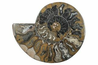 Cut & Polished Ammonite Fossil (Half) - Unusual Black Color #241522
