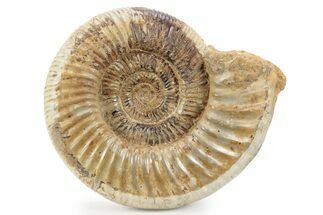 Jurassic Ammonite (Perisphinctes) - Madagascar #241640