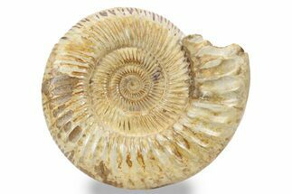 Jurassic Ammonite (Kranosphinctes) - Madagascar #241644