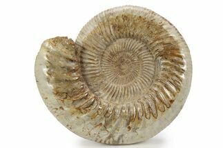 Jurassic Ammonite (Perisphinctes) - Madagascar #241656