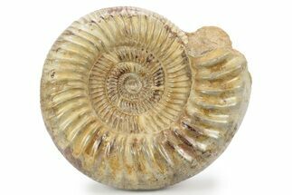 Jurassic Ammonite (Perisphinctes) - Madagascar #241668
