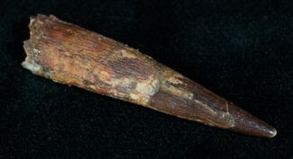 Rooted Pterosaur Tooth - Kem Kem Beds #14454