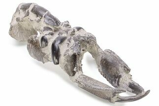 Fossil Mud Lobster (Thalassina) - Indonesia #241905