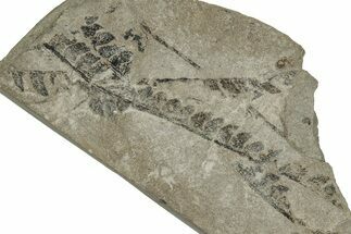 Jurassic Fossil Fern (Cladophlebis) Plate - England #242150