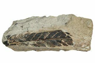 Jurassic Fossil Fern (Cladophlebis) Plate - England #242152
