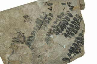 Jurassic Fossil Fern (Coniopteris) Plate - England #242156