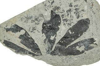 Jurassic Fossil Leaf (Ginkgo) Plate - England #242158