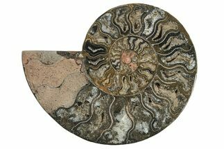 Cut & Polished Ammonite Fossil (Half) - Unusual Black Color #241549