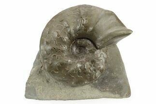 Triassic Ammonite (Ceratites sublaevigatus) Fossil - Germany #242196