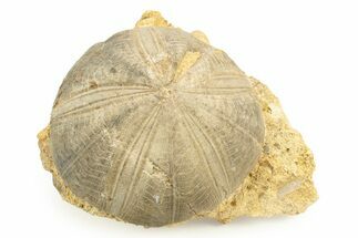 Jurassic Sea Urchin (Clypeus) Fossil - England #242206