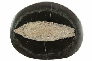 Polished Fish Coprolite (Fossil Poo) Nodule Half - Scotland #242057