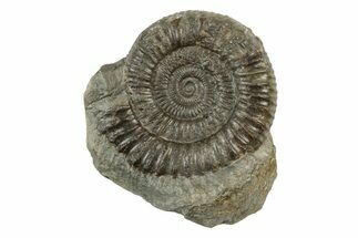 Ammonite (Dactylioceras) Fossil - England #242266