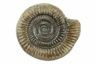 Ammonite (Dactylioceras) Fossil - England #242267