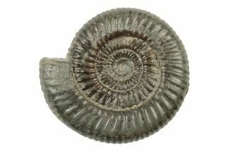 Ammonite (Dactylioceras) Fossil - England #242270