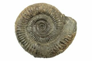 Ammonite (Dactylioceras) Fossil - England #242273