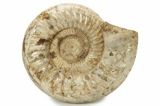 Jurassic Ammonite (Kranosphinctes?) Fossil - Madagascar #242305