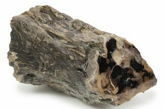 Long, Petrified Wood (Schinoxylon) Limb - Blue Forest, Wyoming #242464