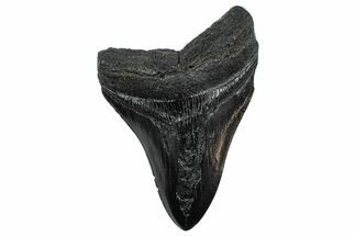 Fossil Megalodon Tooth - South Carolina #236251