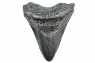 Fossil Megalodon Tooth - South Carolina #236277
