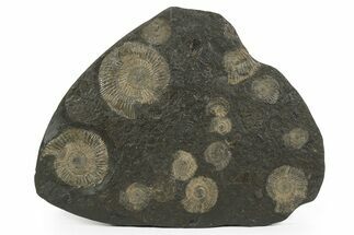 Dactylioceras Ammonite Cluster - Posidonia Shale, Germany #242679
