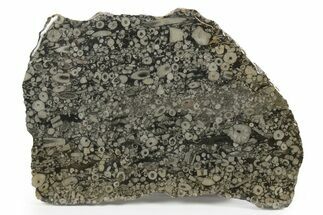 Fossil Crinoid Stems In Limestone Slab #242683