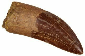 Serrated Carcharodontosaurus Tooth - Real Dinosaur Tooth #242608