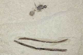 Detailed Fossil Feather and Ant - Green River Formation, Utah #242711