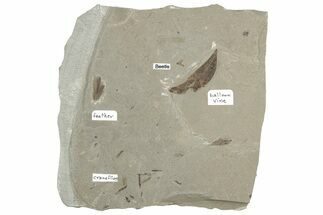 Detailed Fossil Feather, Leaf, Crane Flies & Beetle - Utah #242713
