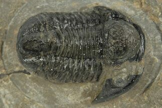 Bargain, Detailed Gerastos Trilobite Fossil - Morocco #242726