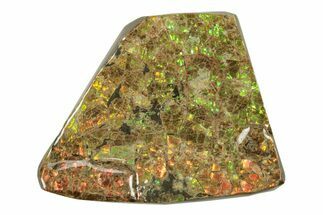 Rainbow Colored Ammolite (Fossil Ammonite Shell) - Alberta #242929
