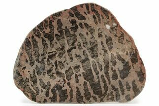 Polished Stromatolite (Inzeria) Slab - Million Years #243063