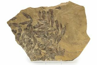 Fish Fossils For Sale