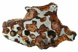 Polished Sericho Pallasite Meteorite ( g) - Kenya #242957