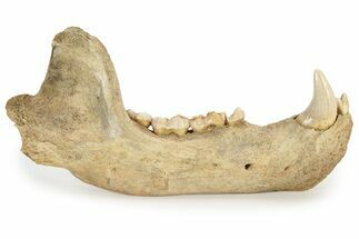 Fossil Cave Bear (Ursus spelaeus) Lower Jaw - Romania #243213