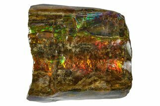 Iridescent Ammolite (Fossil Ammonite Shell) - Rainbow Colored #242991