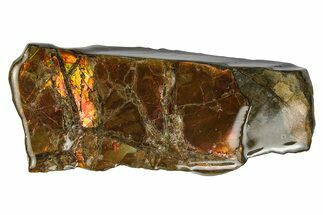 Iridescent Ammolite (Fossil Ammonite Shell) - Alberta #243004