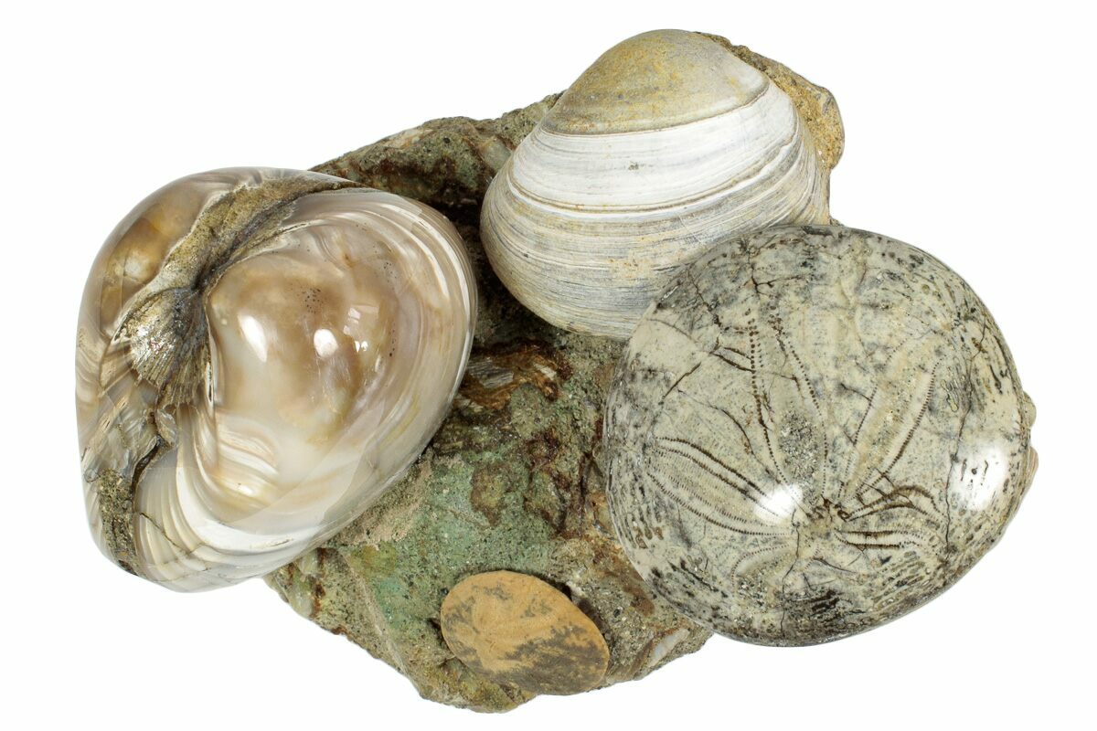 4.2" Cluster Of Polished Fossil Sand Dollars & Clams California