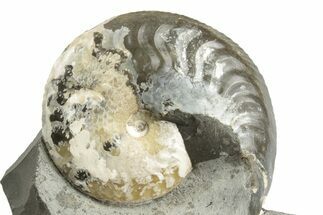 Iridescent Ammonite (Aconeceras) Fossil #243276
