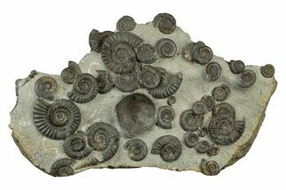 Fossil Ammonite (Arnioceras) Cluster - Holderness Coast, England #243473